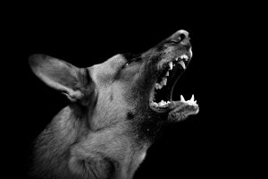 vicious dog baring fangs, dog bite lawyer